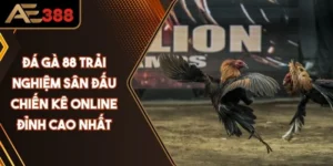 Đá Gà 88 - Trải Nghiệm Sân Đấu Chiến Kê Online Đỉnh Cao