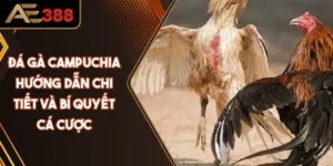 Đá Gà Campuchia: Hướng Dẫn Chi Tiết Và Bí Quyết Cá Cược