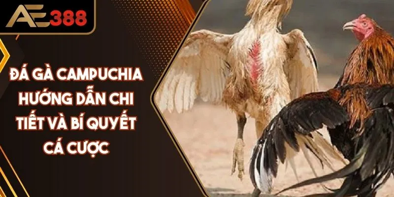 Đá Gà Campuchia: Hướng Dẫn Chi Tiết Và Bí Quyết Cá Cược