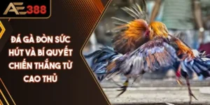 Đá Gà Đòn - Sức Hút Và Bí Quyết Chiến Thắng Từ Cao Thủ