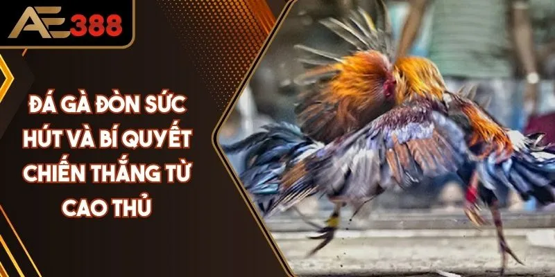 Đá Gà Đòn - Sức Hút Và Bí Quyết Chiến Thắng Từ Cao Thủ