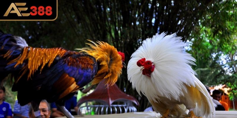 Đá gà Thomo nét văn hóa truyền thống trong cá cược