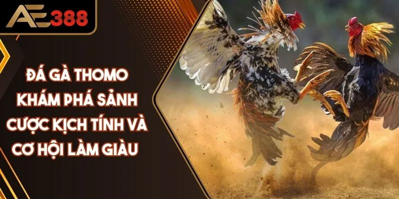 Đá Gà Thomo - Khám Phá Sảnh Cược Kịch Tính Nhất Năm 2025
